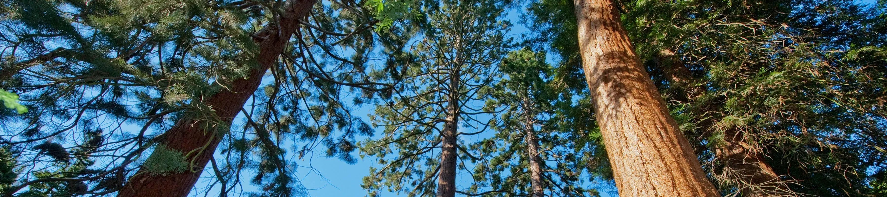 Looking up at redwood trees in the Pinetum