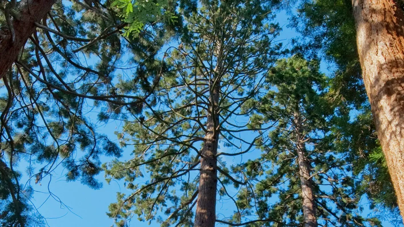 Looking up at redwood trees in the Pinetum