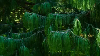 Close up of pine needles of Patula pine (Pinus patula)