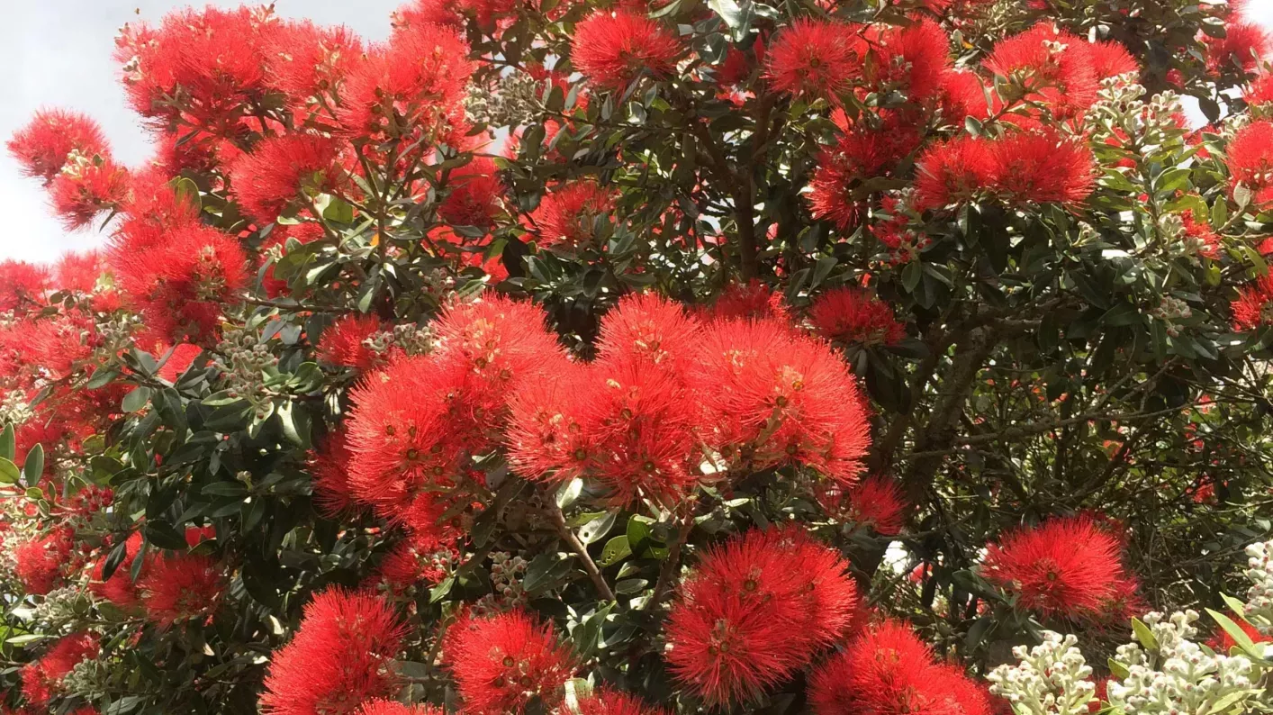 Pohutukawa (Metrosideros excelsa) in flower in Auckland Botanic Gardens 