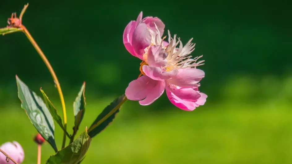 A pink flower with many petals and stamen