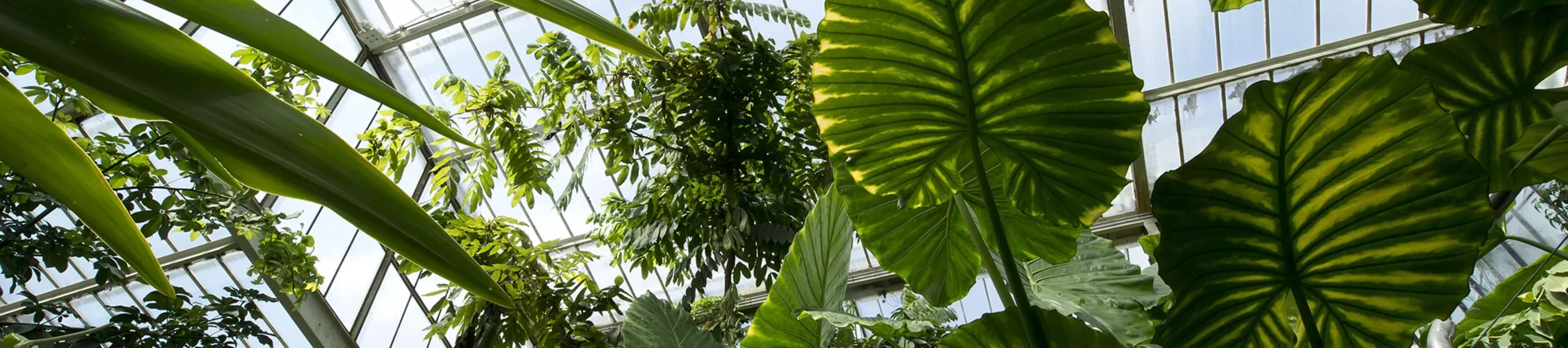 Inside the Princess of Wales Conservatory 