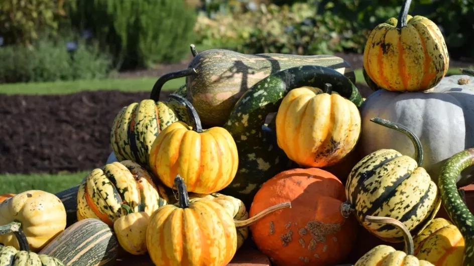 Autumn's pumpkins in our Kitchen Garden