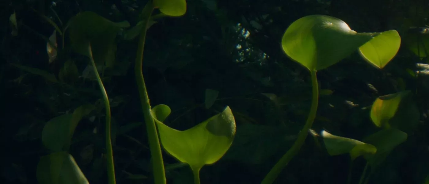 Close up of wide green leaves