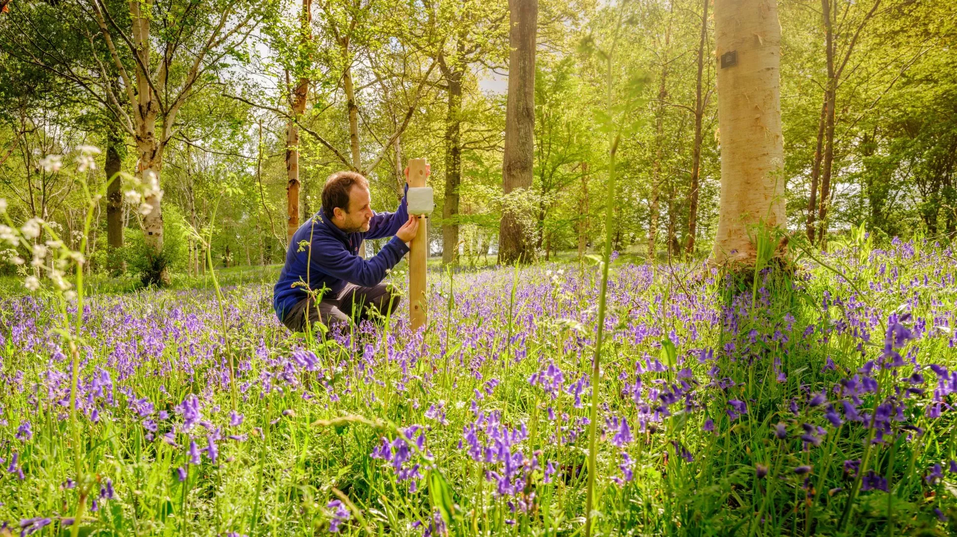 Researcher kneeling down in a field of bluebells inspecting a white box