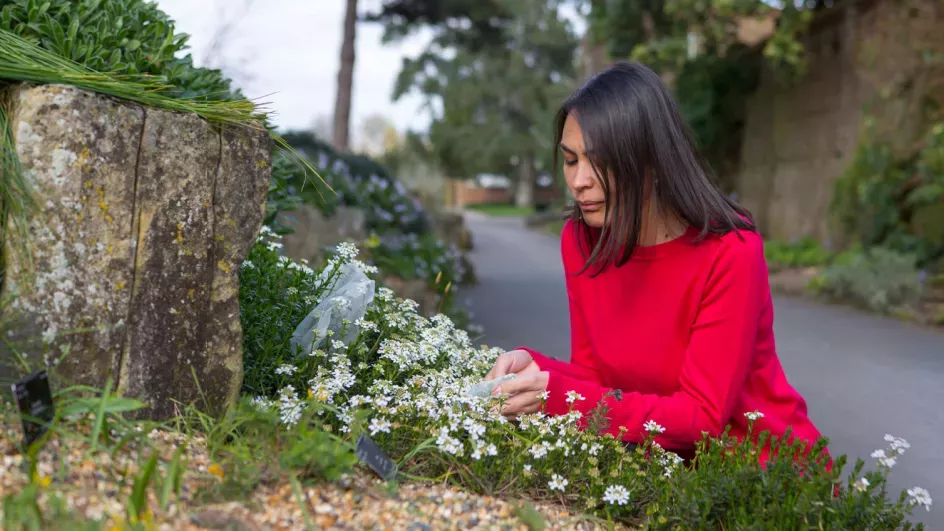 Kew researcher looking at bags over plants in RBG Kew