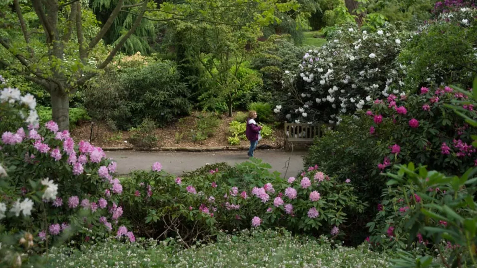 Clusters of rhododendron trees in the dell 