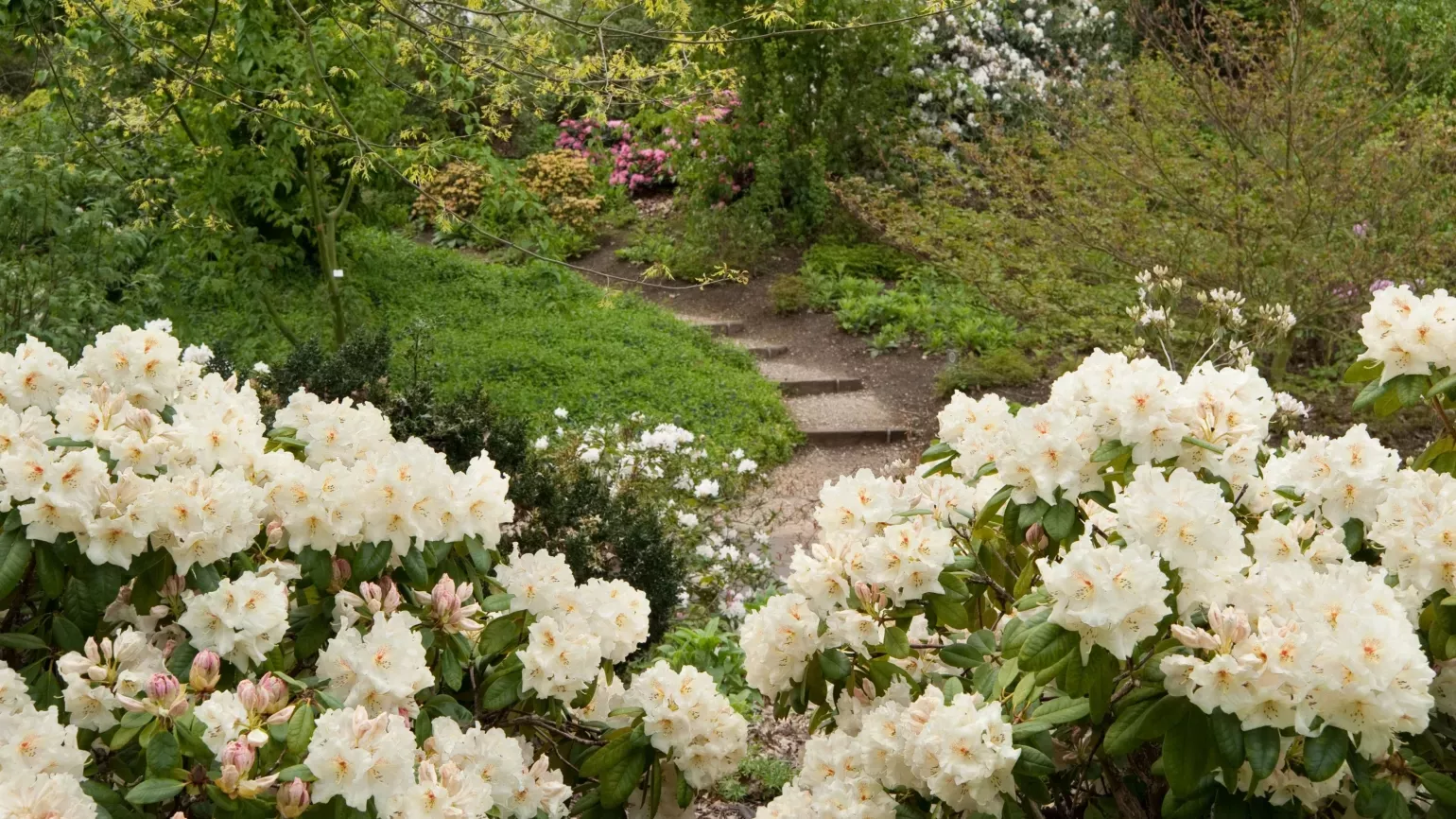 Soft white rhododendrons in the dell 