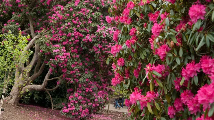 Rhododendron Dell