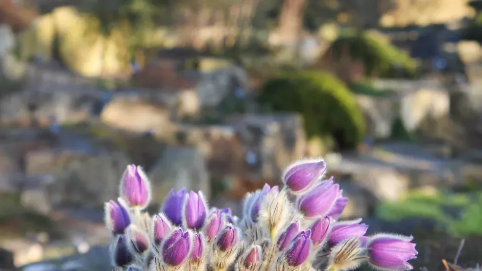 Pulsatilla, pasqueflower