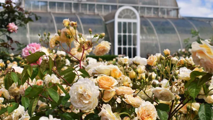 Pink and white roses in the Rose Garden