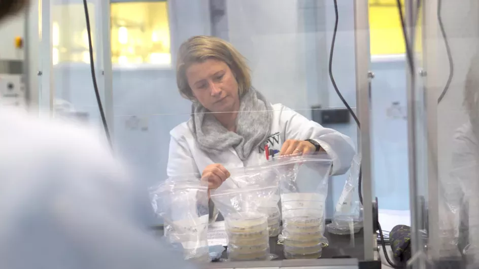 Researchers in white coats in the seed labs with bags of agar plates