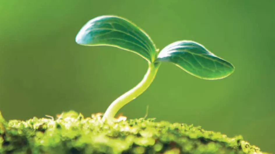 A small green seedling growing from some moss