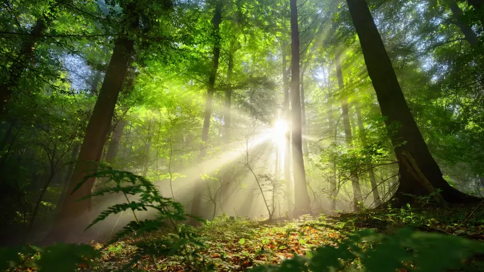 A forest landscape has light shining through gaps in the canopy. Leaf litter covers the floor.