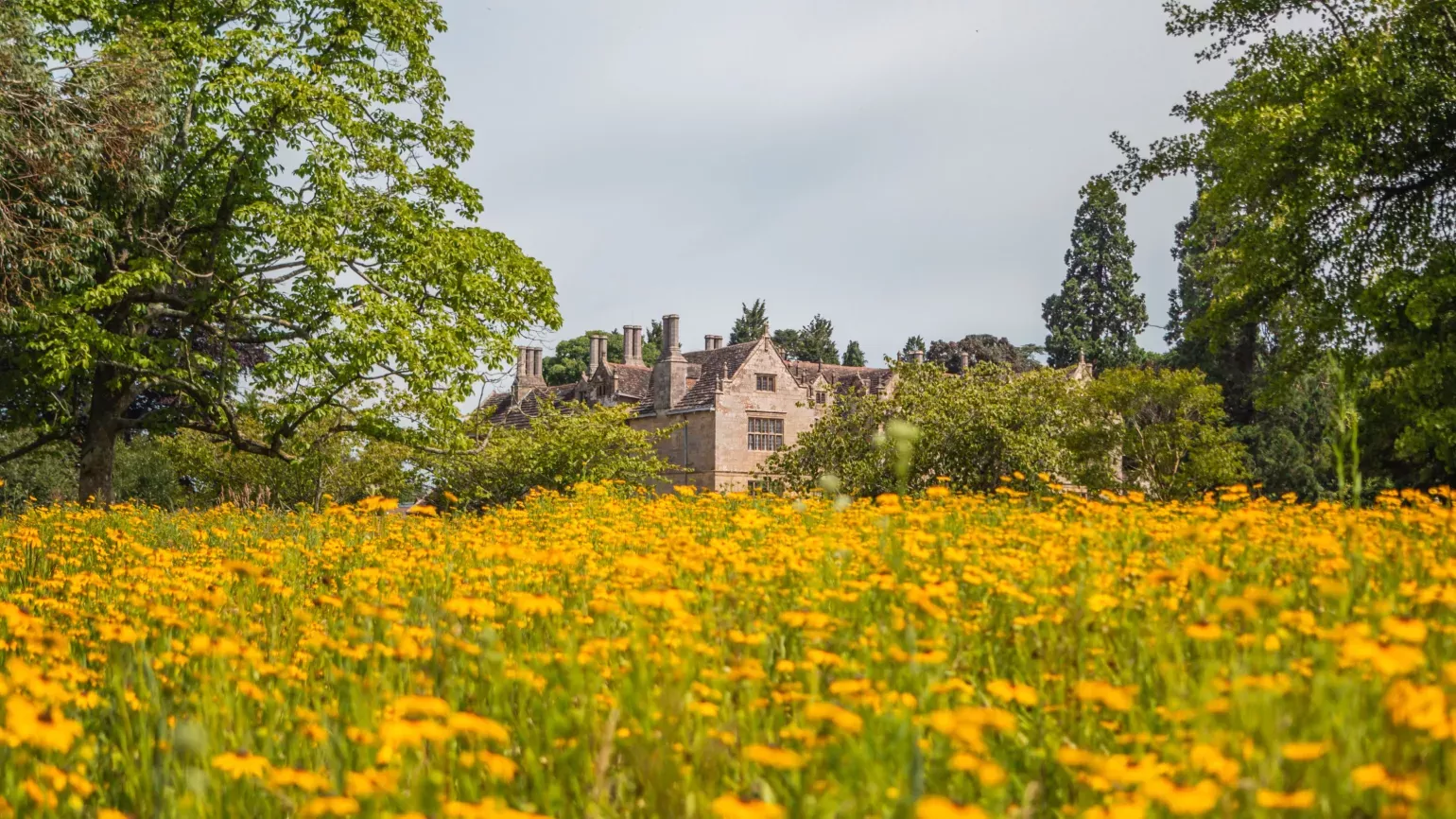 Wakehurst Mansion surrounded by a field of yellow flowers in summer