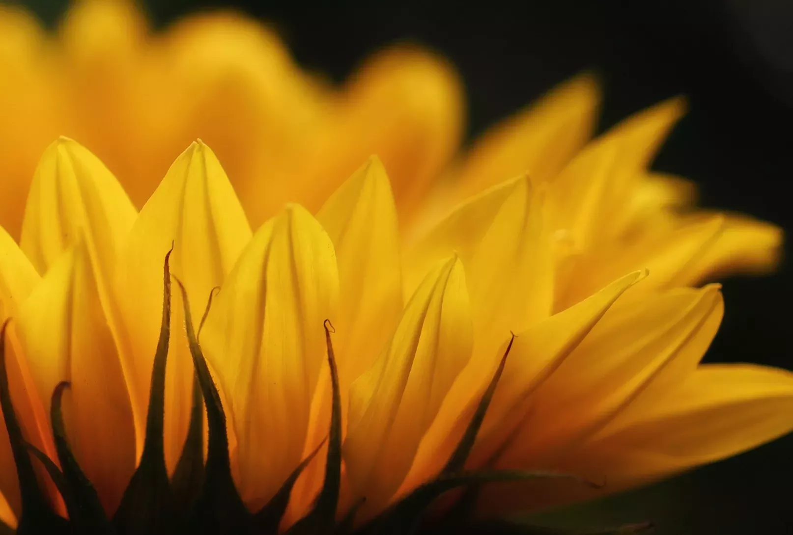 Dark yellow sunflower petals viewed from the side