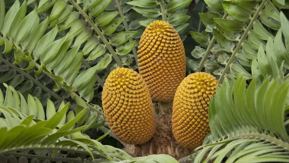 Three cones surrounded by leaves