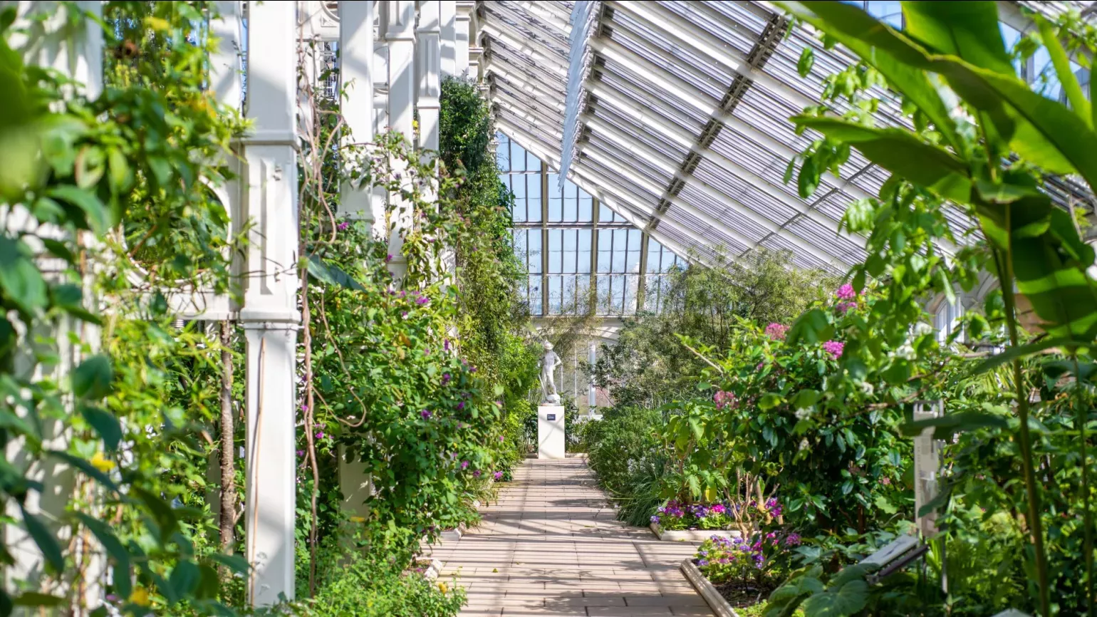 Leafy green plants inside a large victorian glasshouse