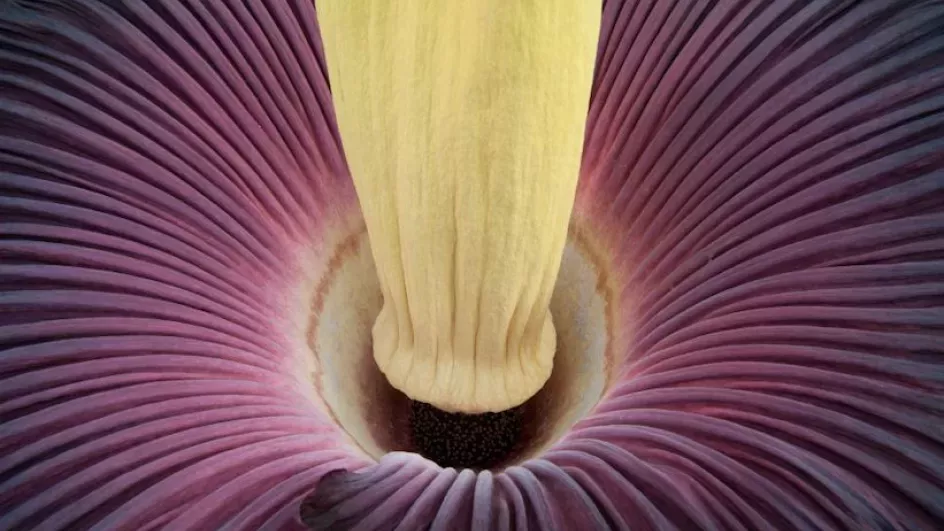 Titan arum or Amorphophallus