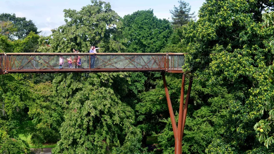 A view of the Treetop walkway 