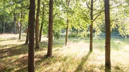 Shine shines through the trees at the Woodlands in wakehurst