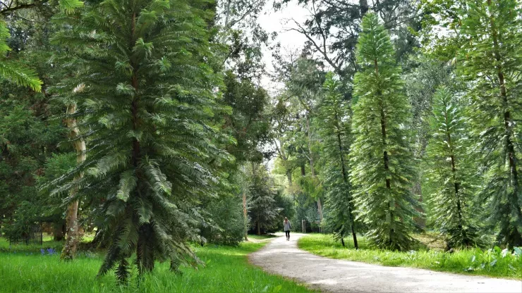 A grove of tall pine like trees with a path weaving through them