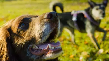 A dog in front of another dog