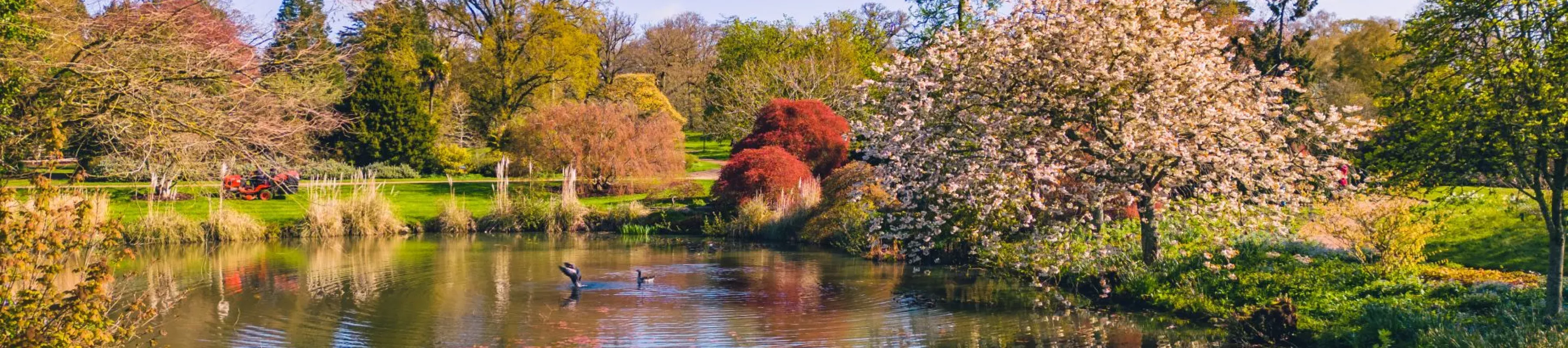 A reflective pond surrounded by colourful plants