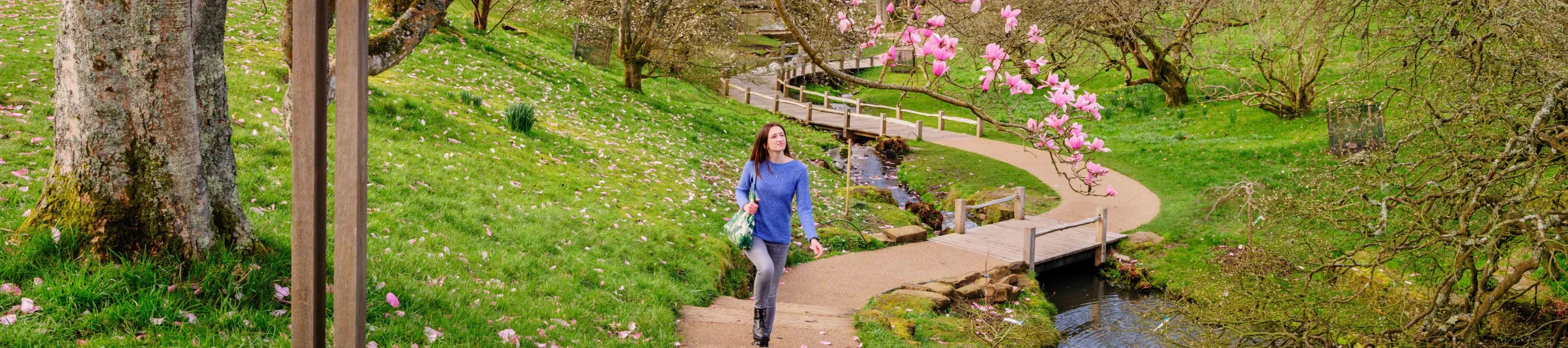 A person in a blue top walks along a path surrounded by green hills and under a tree with pink magnolia blossoms