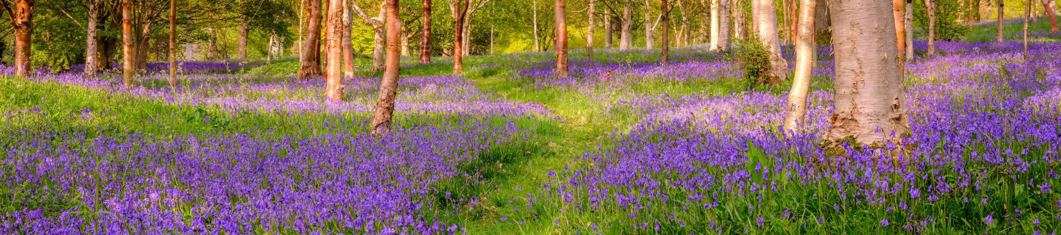 A grassy path winds through a carpet of bluebells in a sunny woodland