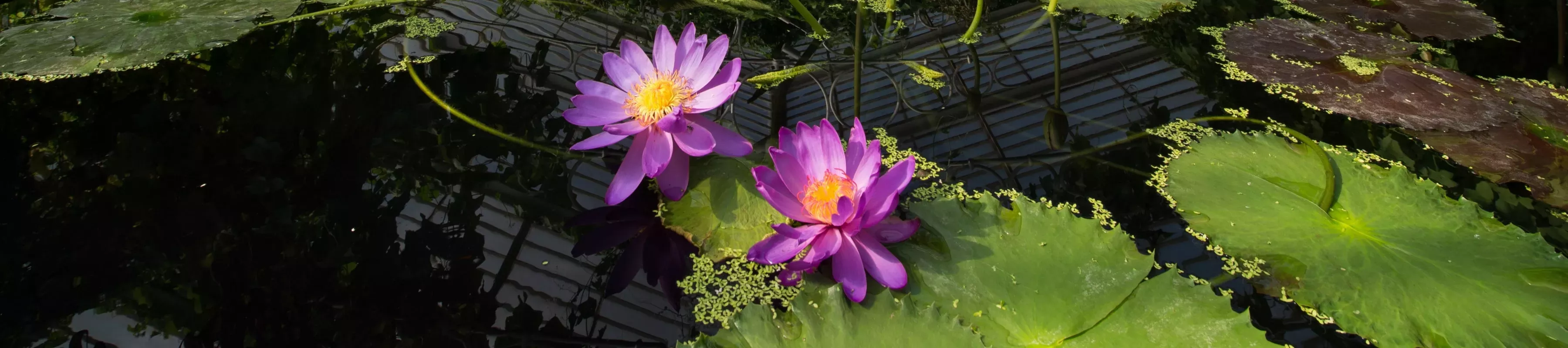 Purple waterlilies in the Waterlily House pond