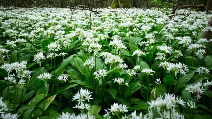 White spring flowers on woodland floor