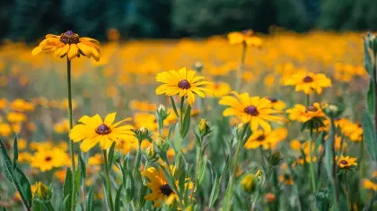 Field of yellow wildflowers