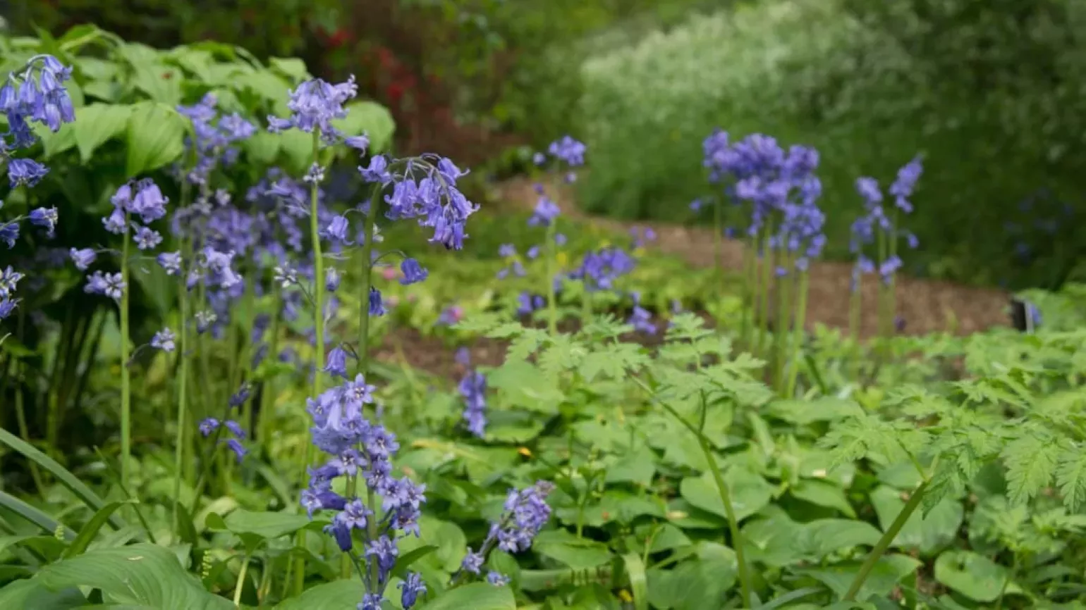 Bluebells in the Woodland Garden at RBG Kew 