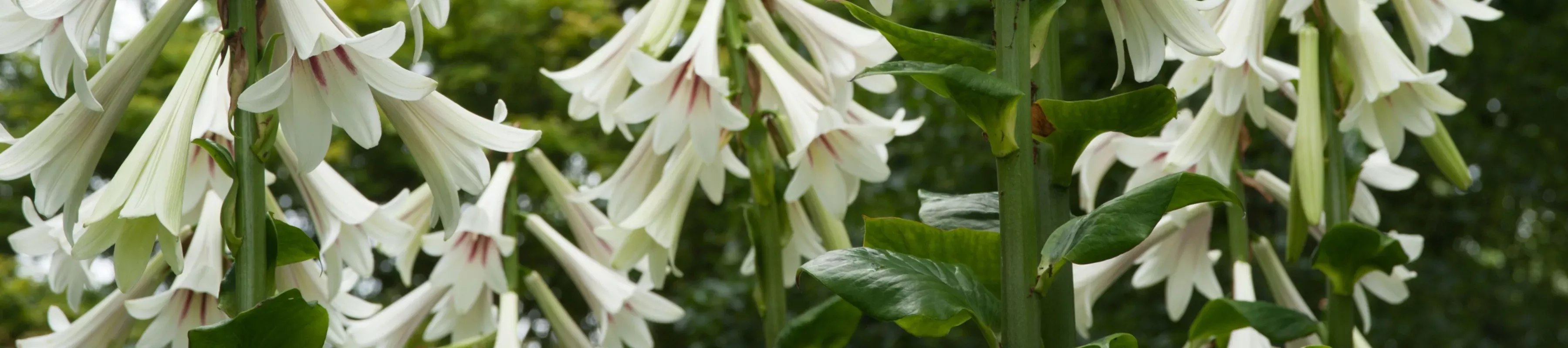 Flowers in the Woodland Garden