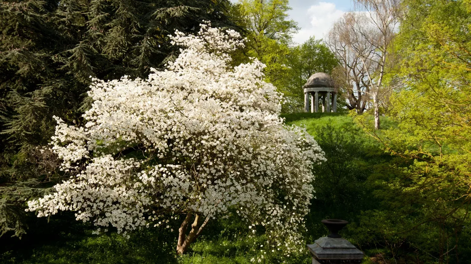 Blossom in the Woodland Garden