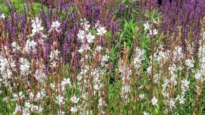 A range of flowers, including white red and purple