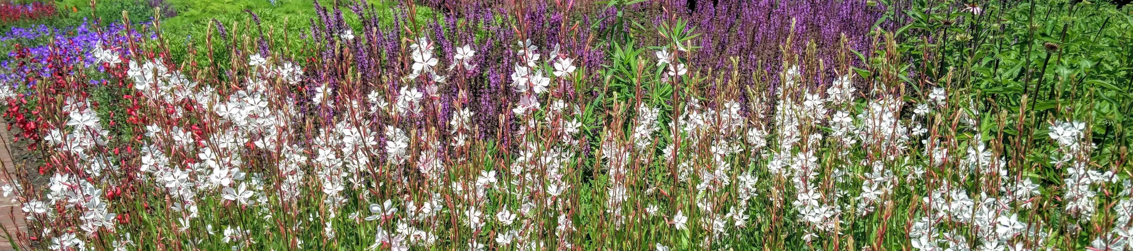 A range of flowers, including white red and purple