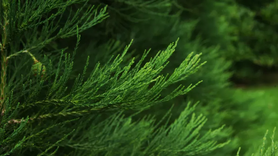 Small, scale-like leaves of giant redwood