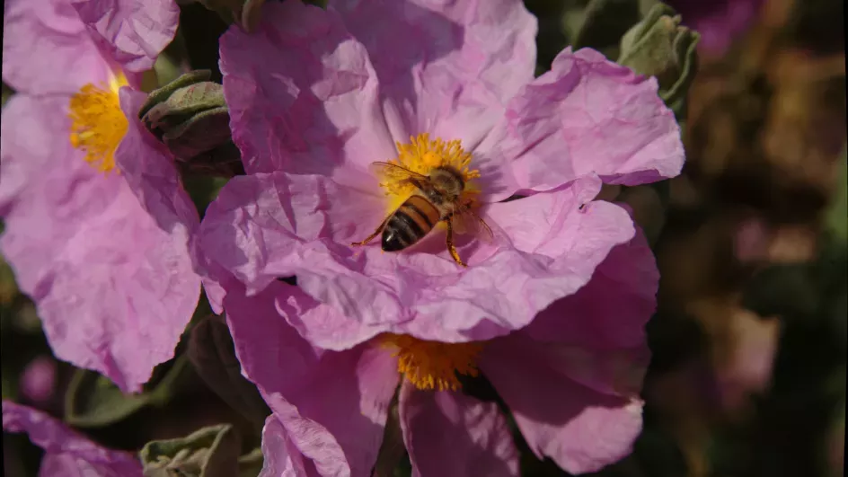 Cistus albidus