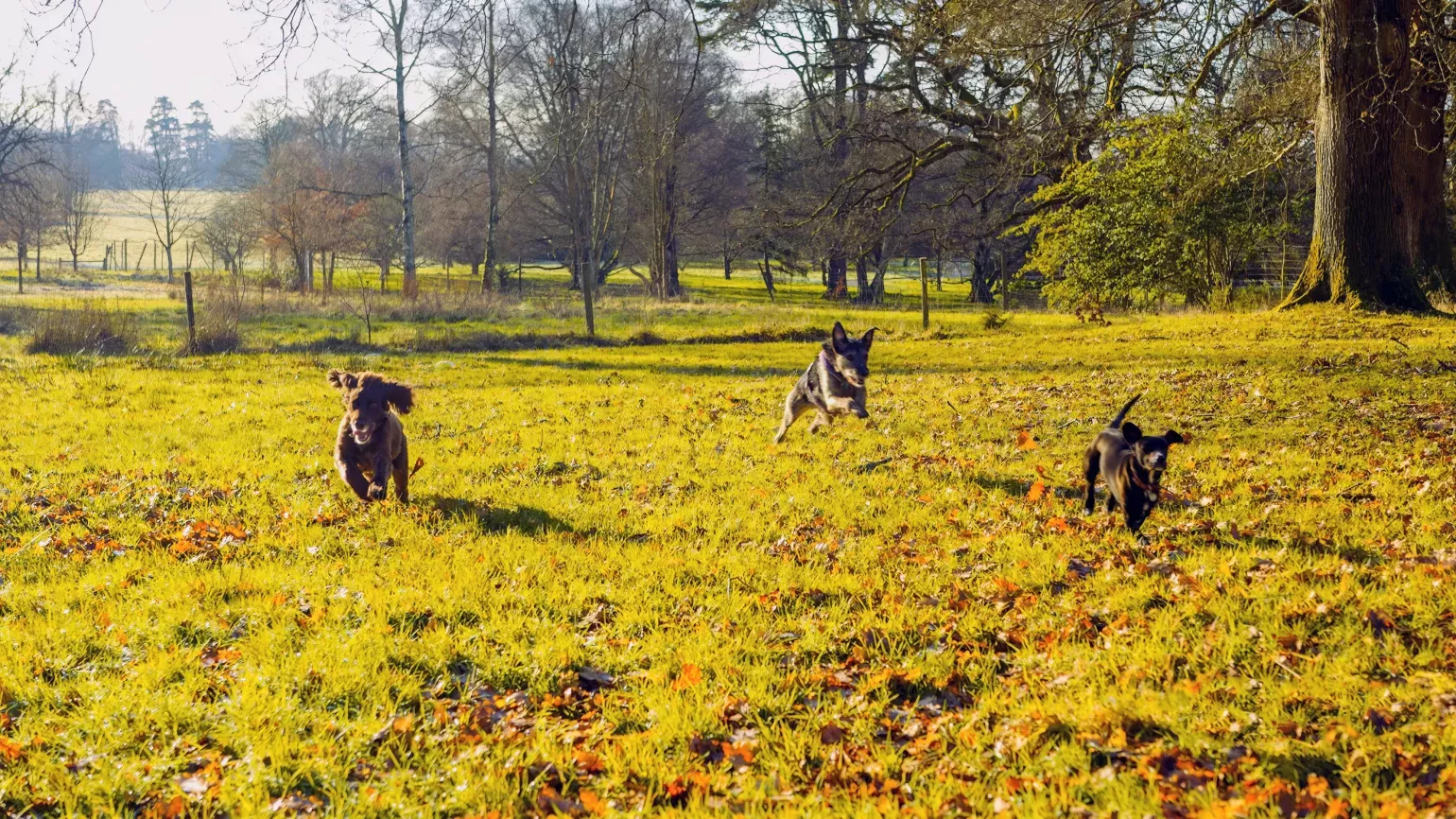 Dogs running free in the Wakehurst landscape