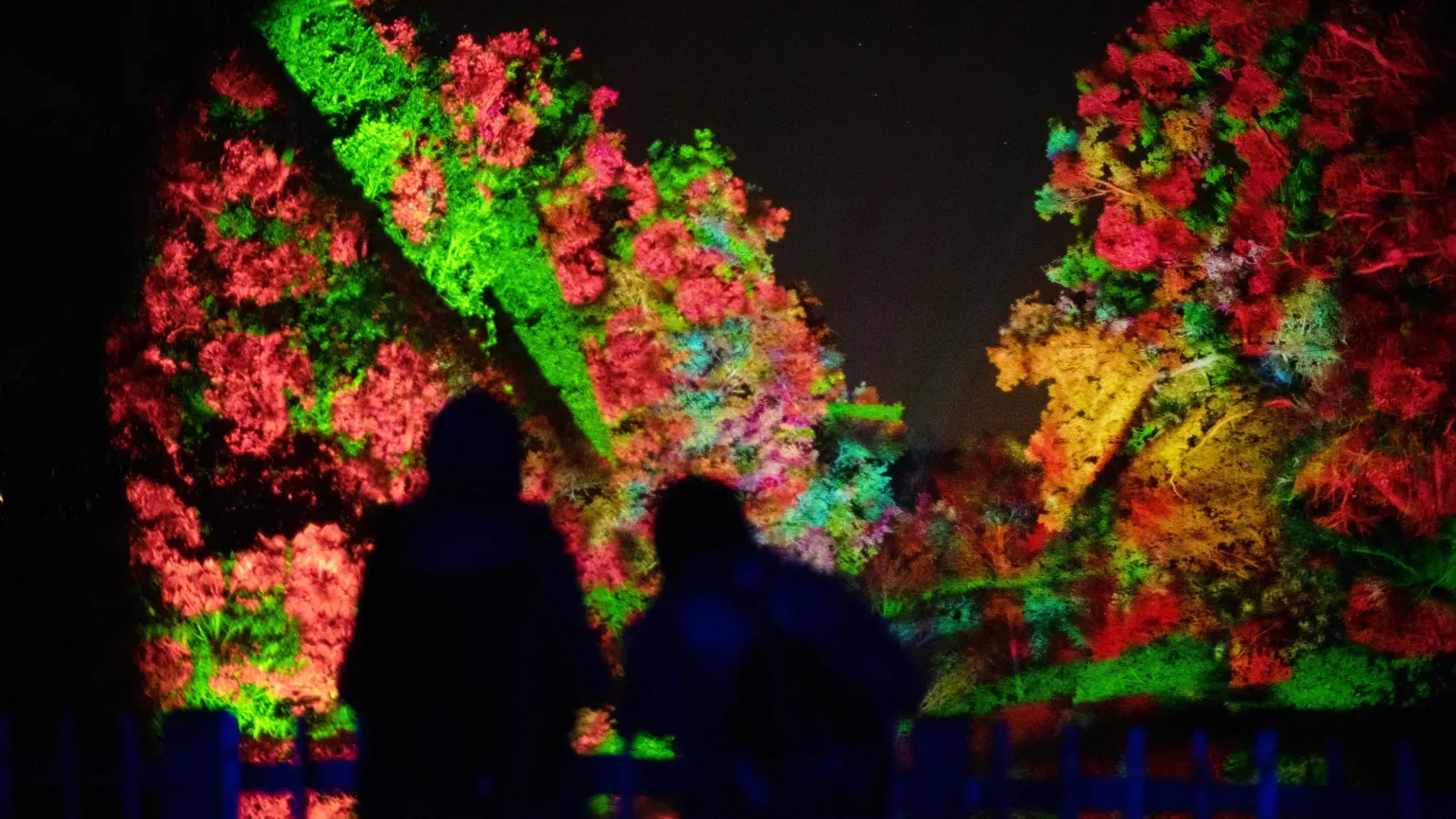 Two people silhouetted against tall trees lit up in red, yellow and green