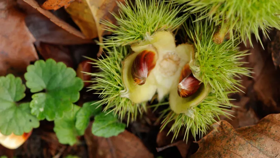 A sweet chestnut bursting from its casing on the forest floor