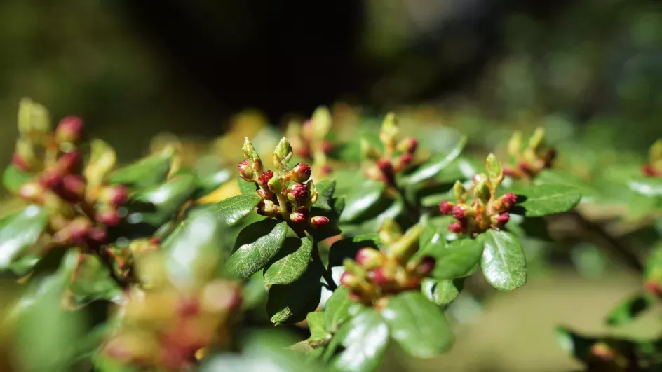 Nothofagus Salandri (Black Beech), Wakehurst