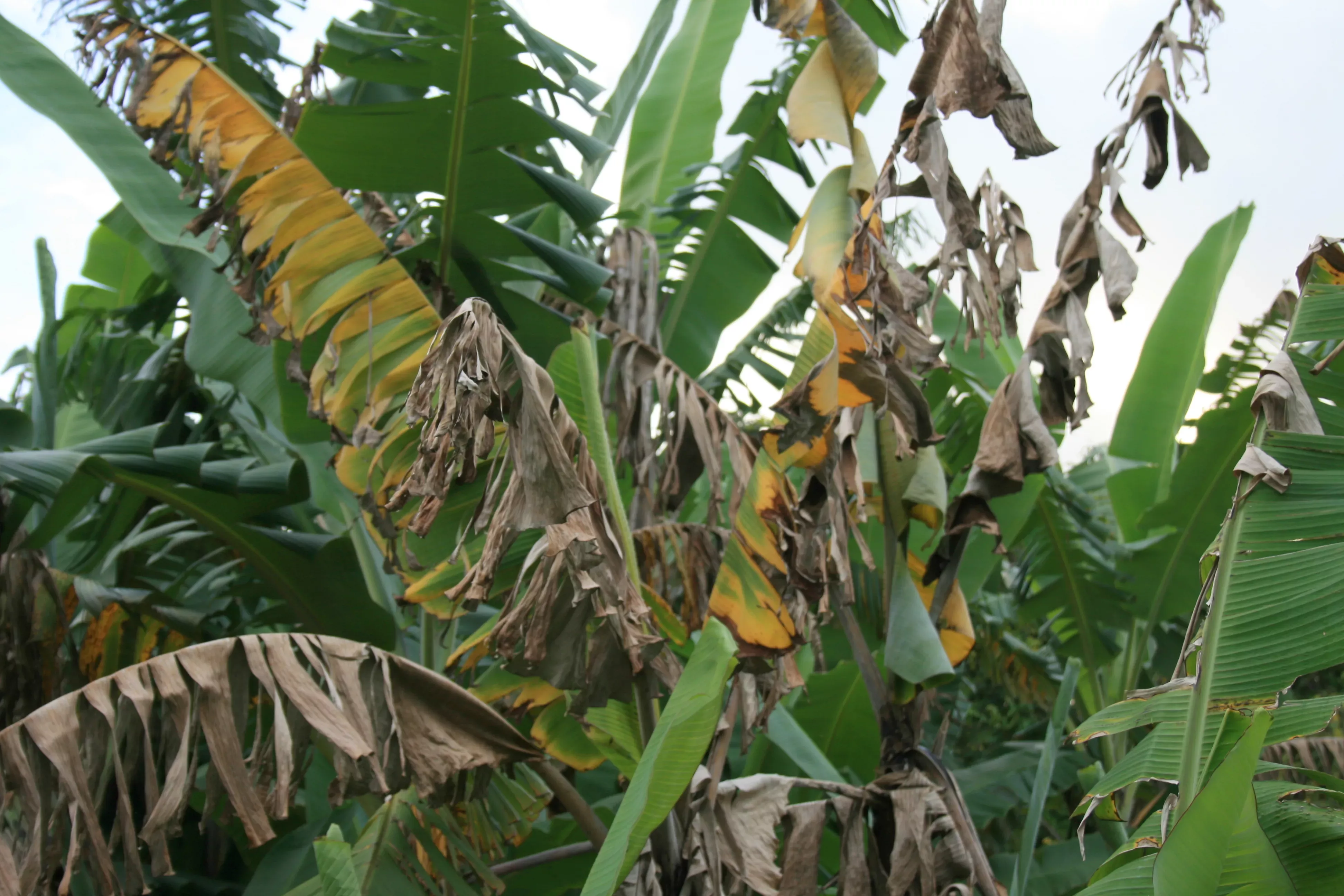 Wilted banana leaves 