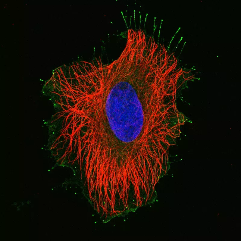 An image of a cell has highlighted the complex structures that hold it together