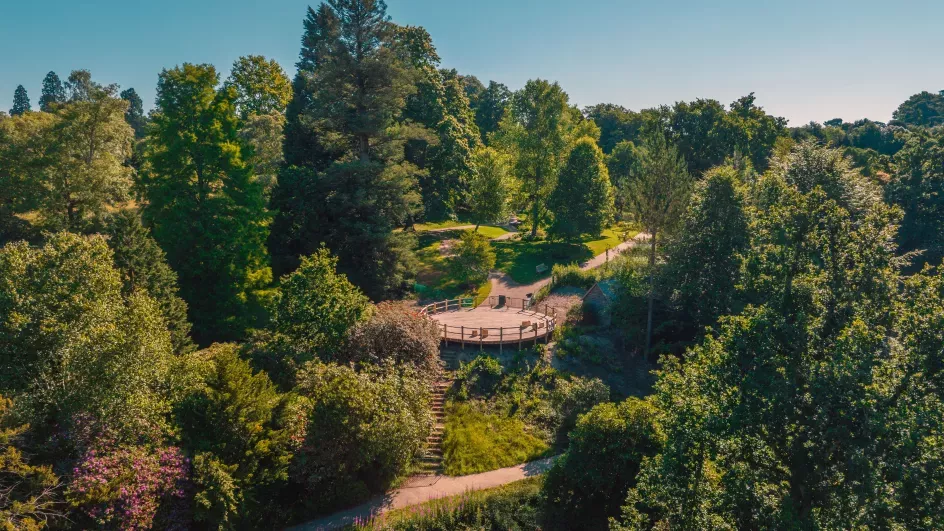 Aerial view of a wooden platform surrounded by trees