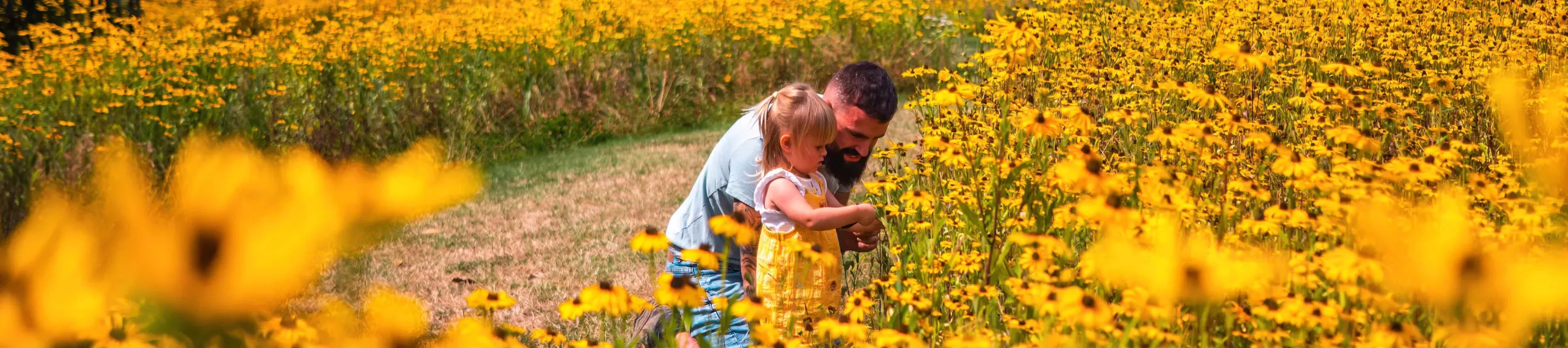 Father and daughter inspecting a field of bright yellow flowers