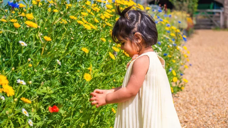 Young child inspecting yellow flowers in the Children's Walled Garden at Wakehurst