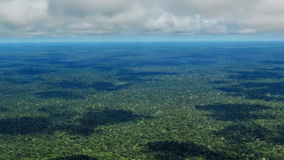 Vast green forest - photo taken from above